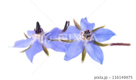 Borage flowers isolated on white background. Borago officinalis bush. Clipping path. Borage flowers isolated on white background. Borago officinalis bush. Clipping path. 116149975