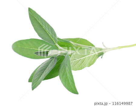 Fresh sage herb isolated on white background. Salvia Officinalis leaves. Medicinal and culinary herb. Clipping path. Fresh sage herb isolated on white background. Salvia Officinalis leaves. Medicinal and culinary herb. Clipping path. 116149987