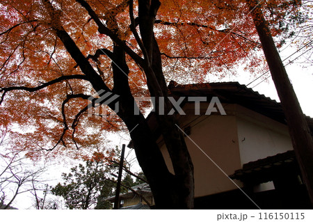 紅葉の徳源院散策・10(滋賀県米原市清滝) 紅葉の徳源院散策・10(滋賀県米原市清滝) 116150115