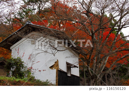 紅葉の徳源院散策・14(滋賀県米原市清滝) 紅葉の徳源院散策・14(滋賀県米原市清滝) 116150120