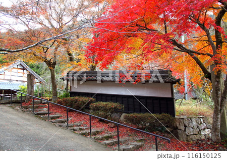 紅葉の徳源院散策・18(滋賀県米原市清滝) 紅葉の徳源院散策・18(滋賀県米原市清滝) 116150125