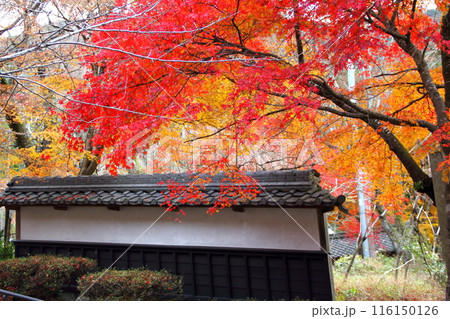 紅葉の徳源院散策・19(滋賀県米原市清滝) 紅葉の徳源院散策・19(滋賀県米原市清滝) 116150126