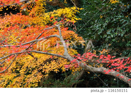 紅葉の徳源院散策・41(滋賀県米原市清滝) 紅葉の徳源院散策・41(滋賀県米原市清滝) 116150151