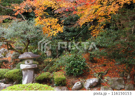 紅葉の徳源院散策・43（滋賀県米原市清滝） 116150153