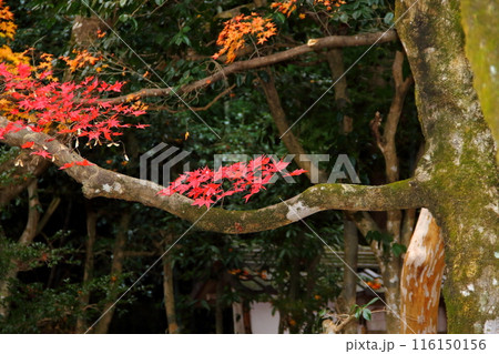 紅葉の徳源院散策・46（滋賀県米原市清滝） 116150156
