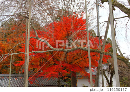 紅葉の徳源院散策・47(滋賀県米原市清滝) 紅葉の徳源院散策・47(滋賀県米原市清滝) 116150157