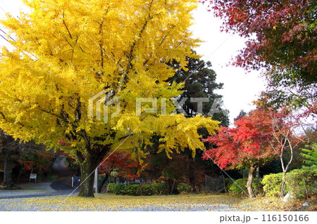 紅葉の徳源院散策・56(滋賀県米原市清滝) 紅葉の徳源院散策・56(滋賀県米原市清滝) 116150166