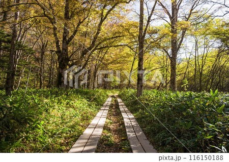 【秋の上高地】　探勝道　木道　河童橋⇄明神（梓川右岸コース）の情景 116150188