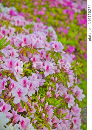 ツツジの花が咲いています 116150274