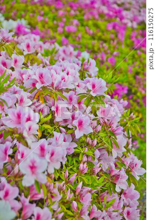 春の花壇に咲くツツジ 春の花壇に咲くツツジ 116150275
