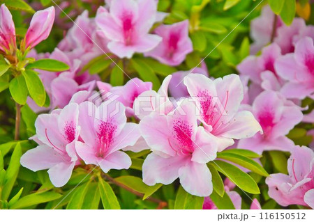 ツツジの花が咲いています ツツジの花が咲いています 116150512
