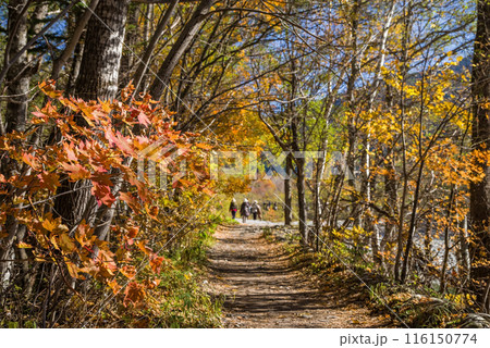 【秋の上高地】明神周辺の遊歩道沿いの秋景色 河童橋⇄明神(梓川右岸コース) 【秋の上高地】明神周辺の遊歩道沿いの秋景色 河童橋⇄明神(梓川右岸コース) 116150774