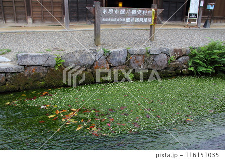 醒井の地蔵川散策・7（滋賀県米原市醒井） 116151035