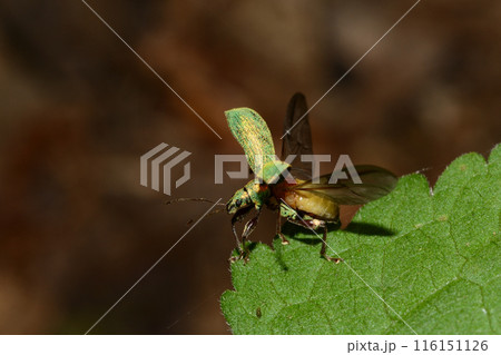 ヒゲボソゾウムシ　飛ぶ　札幌市 116151126