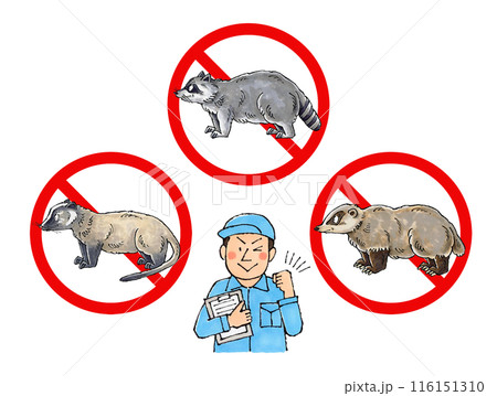 害獣駆除業者の男性作業員（ハクビシン、アライグマ、アナグマ禁止マーク） 116151310