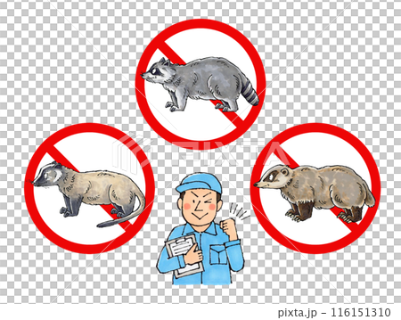 害獣駆除業者の男性作業員（ハクビシン、アライグマ、アナグマ禁止マーク） 116151310