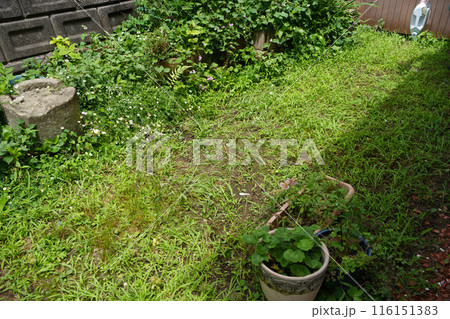 放置して雑草の生えた庭 116151383