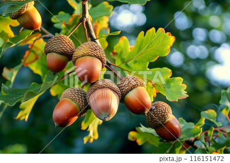 Acorns fruits on oak tree branch in forest. Closeup acorns oak nut tree on green background. Early autumn beginning acorns macro on branch leaves in nature oak forest. Brown nuts for coffee cake bread Acorns fruits on oak tree branch in forest. Closeup acorns oak nut tree on green background. Early autumn beginning acorns macro on branch leaves in nature oak forest. Brown nuts for coffee cake bread 116151472