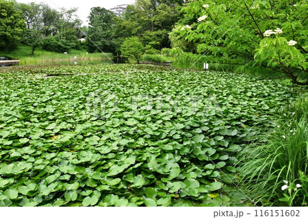 横浜市都筑区　せせらぎ公園の池とスイレンと新緑 116151602