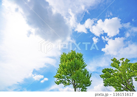 夏の雲と木立 116151617