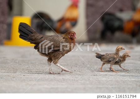 Two chicks and hen are walking.Selective focus on hen. 116151794