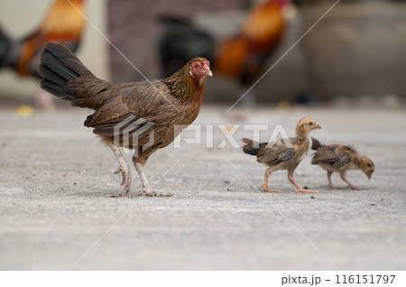 Two chicks and hen are walking.Selective focus on hen. Two chicks and hen are walking.Selective focus on hen. 116151797