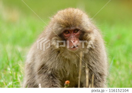 長野県の地獄谷温泉近くで見られる人懐っこい、好奇心旺盛な野生のニホンザル 116152104