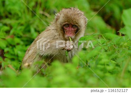 長野県の地獄谷温泉近くで見られる人懐っこい,野生のニホンザル 長野県の地獄谷温泉近くで見られる人懐っこい,野生のニホンザル 116152127