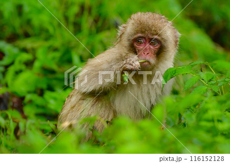 長野県の地獄谷温泉近くで見られる人懐っこい,野生のニホンザル 116152128