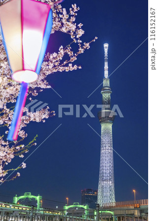 ライトアップされた夜桜とスカイツリー 116152167