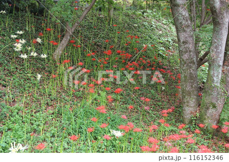 曼殊沙華の咲く山寺散策・7（臨済宗妙心寺派大智寺） 116152346