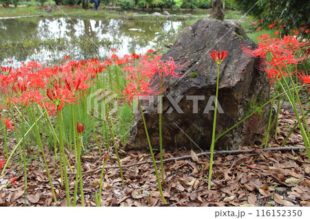 曼殊沙華の咲く山寺散策・9（臨済宗妙心寺派大智寺） 116152350