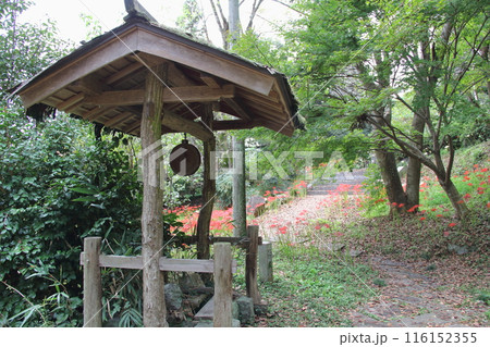 曼殊沙華の咲く山寺散策・13（臨済宗妙心寺派大智寺） 116152355