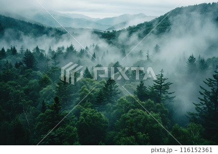 Smoky cloudy mountains trees. Misty foggy mountain landscape in vintage retro hipster style. Gloomy fir trees hiding in evening mist. Mysterious fir forest atmospheric scenery conifer in dense fog. 116152361