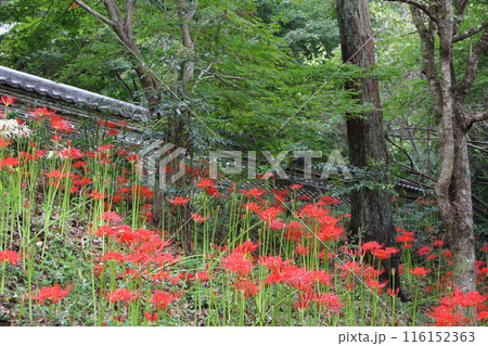 曼殊沙華の咲く山寺散策・18（臨済宗妙心寺派大智寺） 116152363