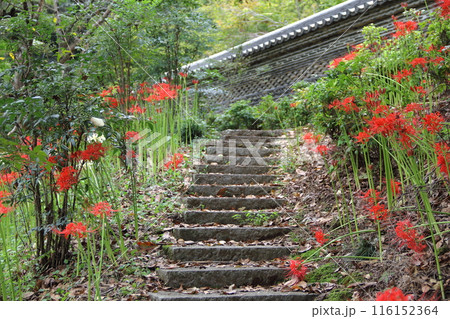 曼殊沙華の咲く山寺散策・19（臨済宗妙心寺派大智寺） 116152364