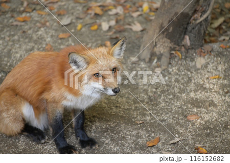 蔵王キツネ村のキツネ 116152682