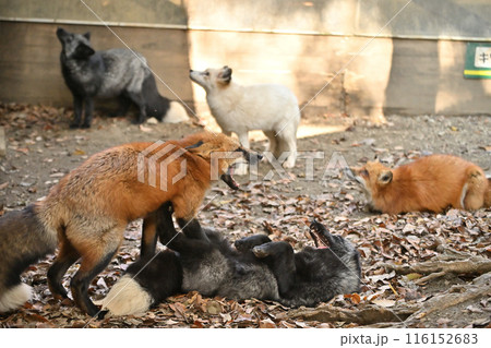 喧嘩をする蔵王キツネ村のキツネ 116152683