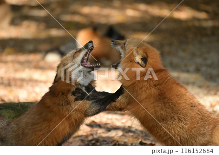 喧嘩をする蔵王キツネ村のキツネ 116152684