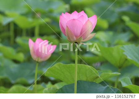 蓮の花のある風景 蓮の花のある風景 116152767
