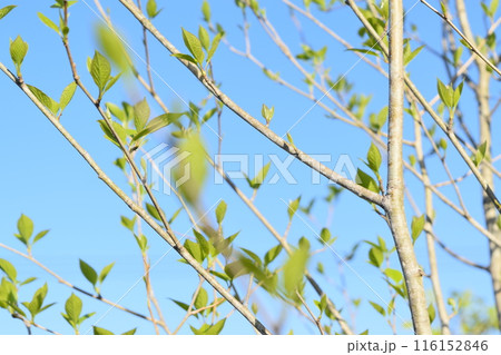 青空に伸びる若葉 青空に伸びる若葉 116152846