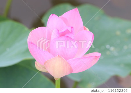 蓮の花のある風景 116152895