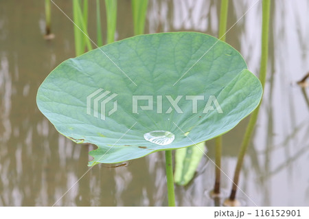 蓮の葉に溜まった水滴 116152901