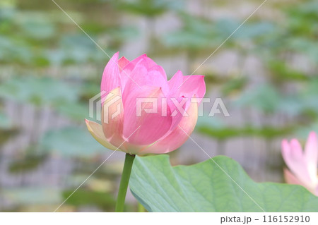 蓮の花と蕾のある風景 116152910