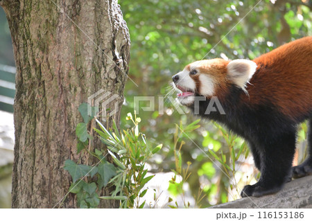 ズーラシアのレッサーパンダ 116153186
