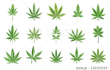 Marijuana Leaf set. Cannabis plant with different leaflets. Recreational and medicinal use of cannabis. Vector icons collection 116153319