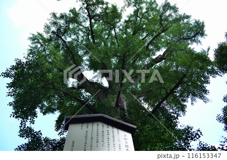千葉県市原市八幡のパワースポット 飯香岡八幡宮のさかさ銀杏 千葉県市原市八幡のパワースポット 飯香岡八幡宮のさかさ銀杏 116153347