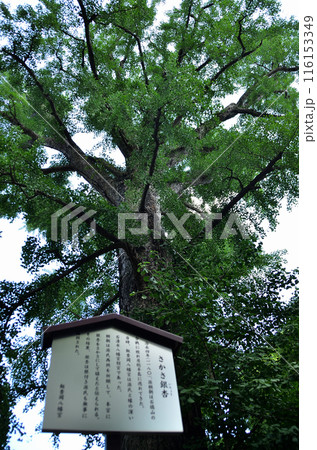 千葉県市原市八幡のパワースポット　飯香岡八幡宮のさかさ銀杏 116153349