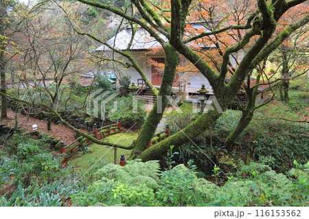 紅葉散策（両界山横蔵寺）・15（岐阜県揖斐郡揖斐川町横蔵地区） 116153562