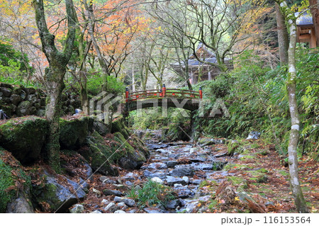 紅葉散策（両界山横蔵寺）・13（岐阜県揖斐郡揖斐川町横蔵地区） 116153564